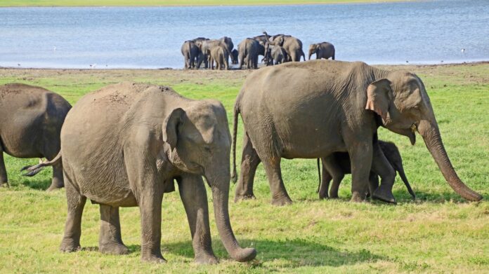 Travel: ‘The Gathering,’ an elephant meet-up in Sri Lanka, is a wild experience