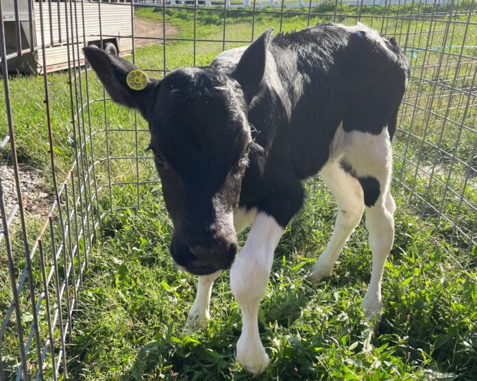 Readers speak: Help us make a CT calf America’s favorite