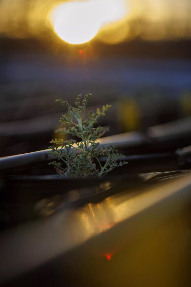Hundreds of California’s Joshua trees were scorched during the government shutdown