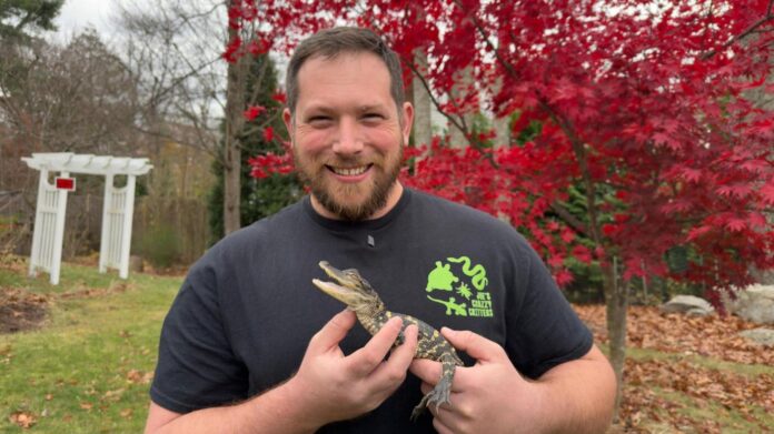 Small alligator rescued in Boston after slithering into the city’s heart on social media