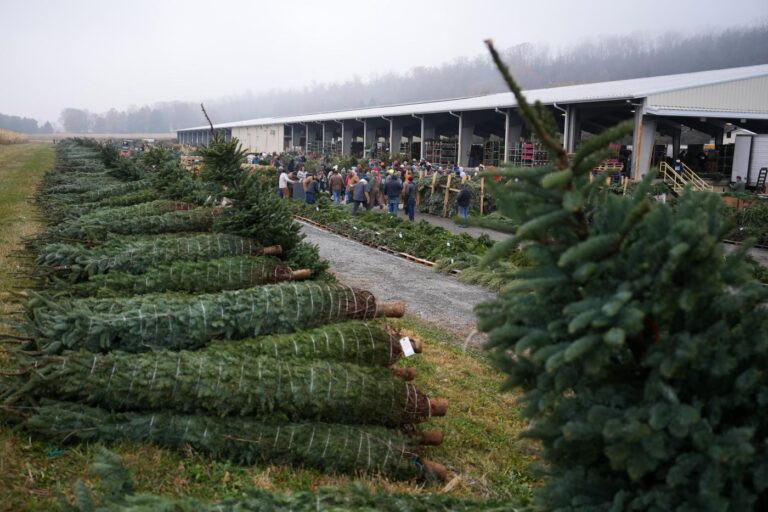 Christmas tree retailers find lots to like at a Pennsylvania wholesale auction