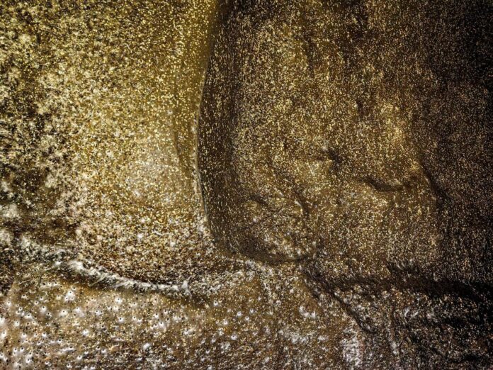 Arachnid super-web reveals the surprising ‘constant party’ life of cohabiting spiders