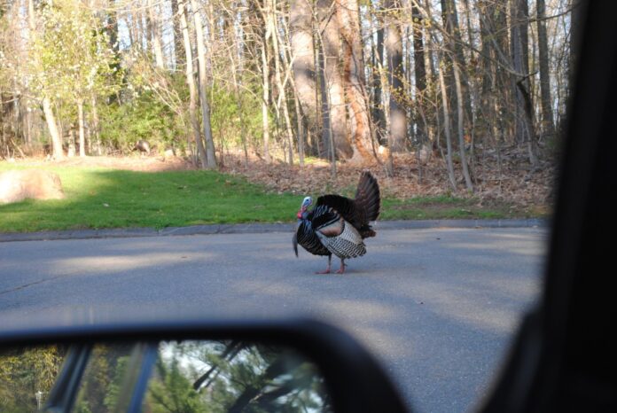 It’s turkey season in CT. Here’s why the wild birds are considered a conservation success story