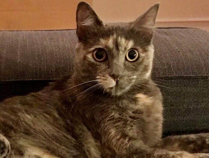 Readers speak: Why my CT cat might need a GPS