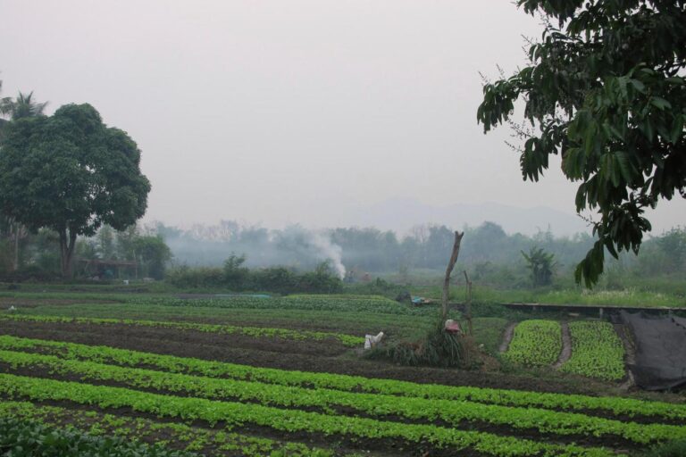 An American man and his son die after suffering stings from a swarm of wasps while ziplining in Laos