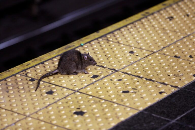 What’s that squeaking? CT city cracks top 5 of Okrin’s 50 Rattiest Cities List