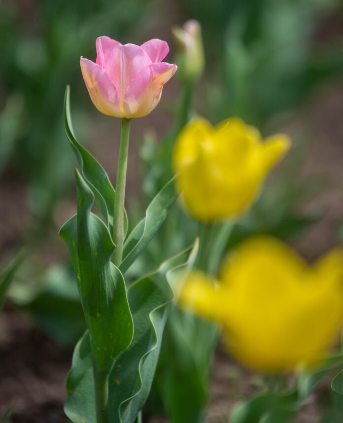 Beloved TV meteorologist Geoff Fox dies after cancer battle
