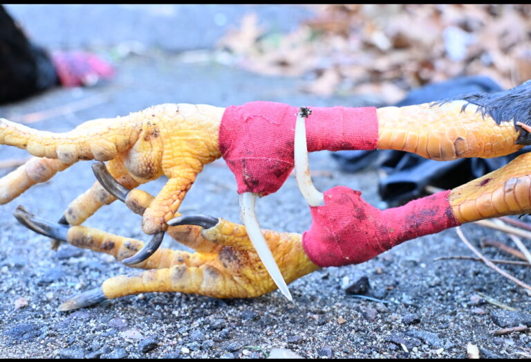 Discovery of large-scale illegal cockfighting ring in CT leads to seven arrests