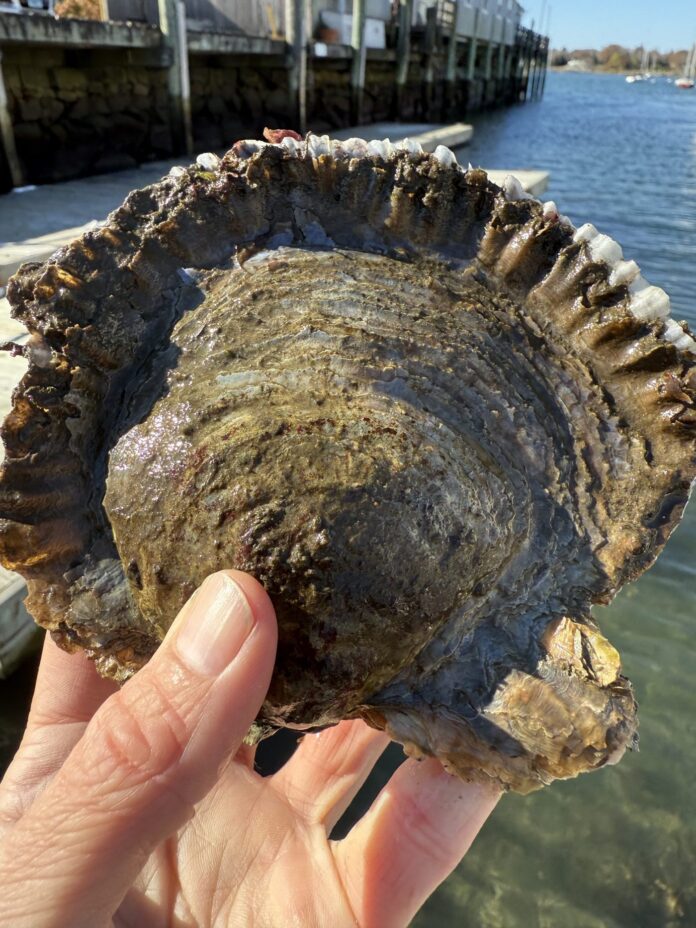 A new type of oyster not verified here before was found in CT. Yes, it’s considered a delicacy