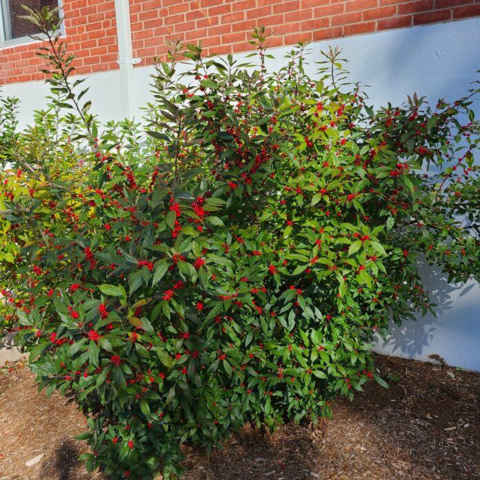 Road salt and you. Your CT roads may be safe but your yard pays the price