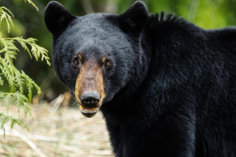 CT officials seek ways to manage growing bear, human interactions. First they’re asking the people.