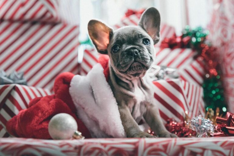 Tips to celebrate holidays safely with your dog