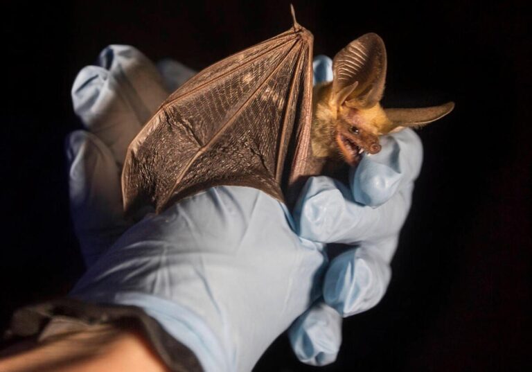 ‘It was a matter of time’: Diseased bats may have arrived in Las Vegas