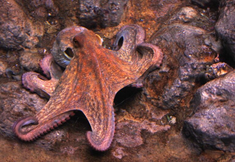 Rare, deep-sea encounter: California scientists observe ‘extraordinary’ seven-arm octopus