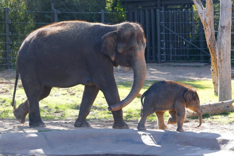 At Fort Worth Zoo, scientists gather to fight deadly elephant herpesvirus