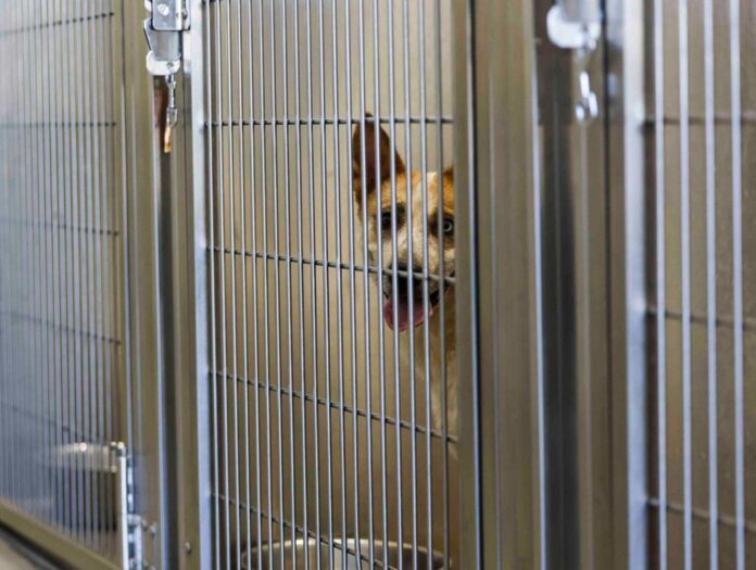 Texas Humane Legislation Network has pushed to improve animal welfare laws for 50 years