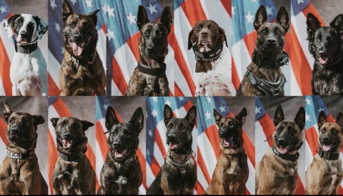 More than a dozen new CT police K-9 team grads set to join police departments