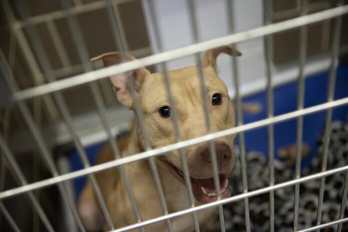 CT city proposes limiting number of dogs and cats residents can keep. ‘Trying to stop the wildfire’