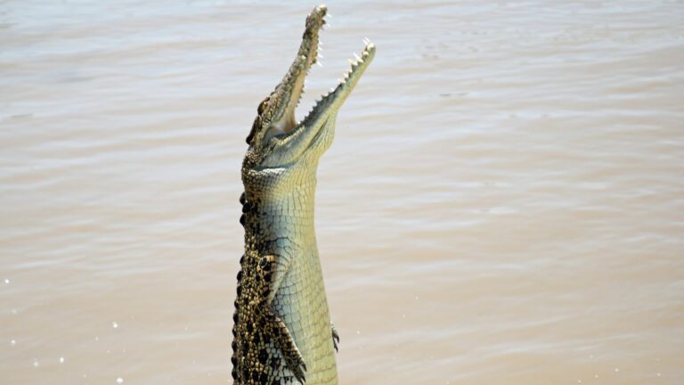 Travel: Darwin, in Australia’s Northern Territory, is a crocodile capital