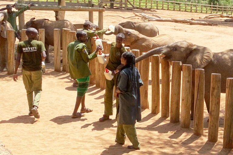 Elephant orphans. Goat’s milk. This safari reveals the impact of wildlife conservation in Kenya