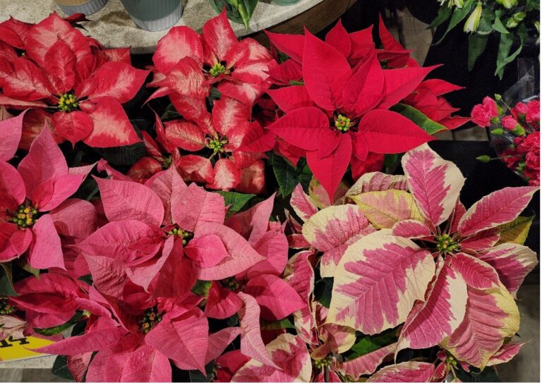 Holiday plants are perfect for decorating CT living spaces. What to know