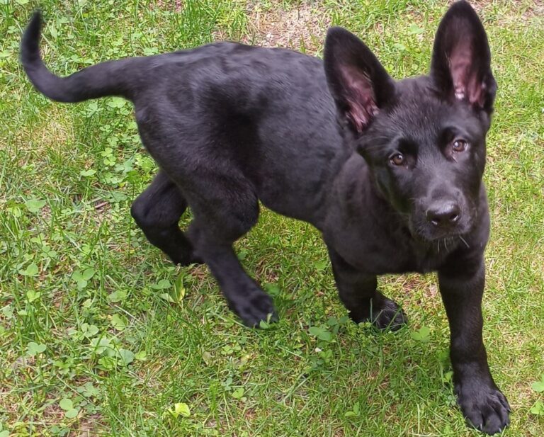 Readers speak: 3 tips for safer dog park visits in Connecticut