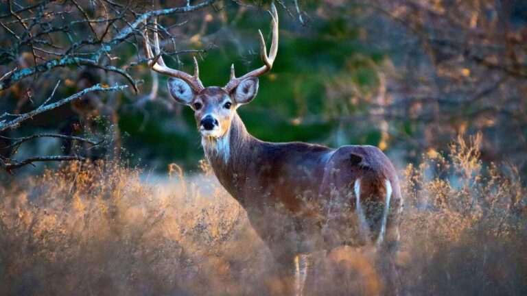 CT DEEP offering free workshops to teach hunters how to take deer from whole animal to freezer-ready