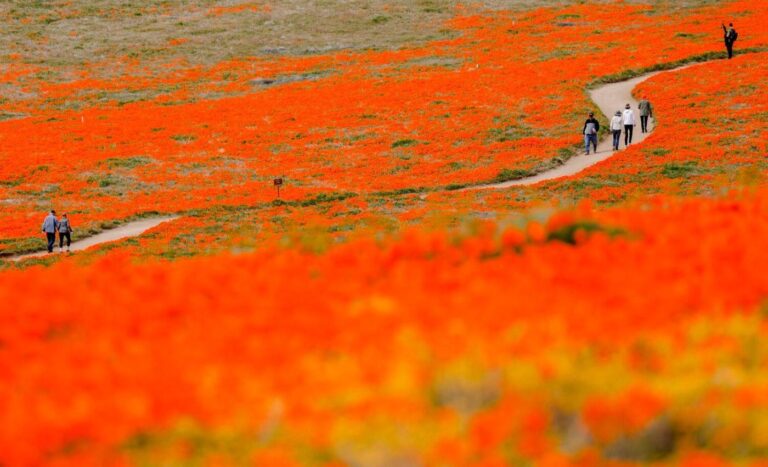 Will unseasonably hot weather dash Southern California’s hopes for a 2026 superbloom?