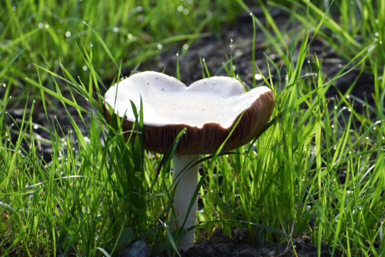 ‘Largest outbreak that we’ve seen in California’: Death cap mushrooms linked to deaths, hospitalizations