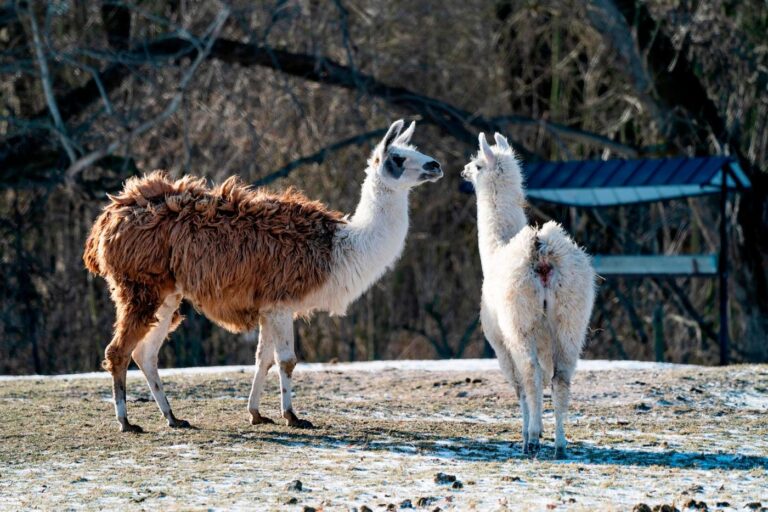 Llamas are big pharma’s secret weapon to find new drugs
