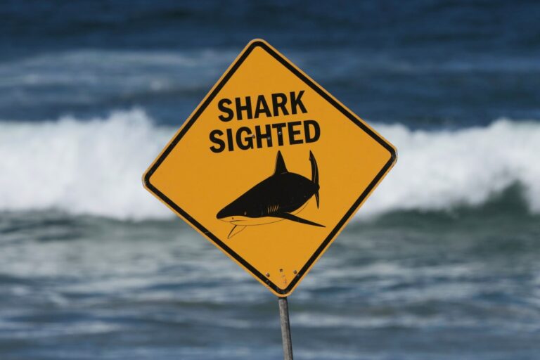 Officials say a shark killed an American woman along a beach in the US Virgin Islands