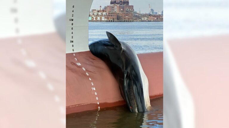 A dead whale found on the bow of a ship in New Jersey sparks an investigation