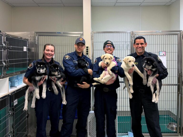6 puppies treated for a suspected opioid overdose in Washington will find new homes soon