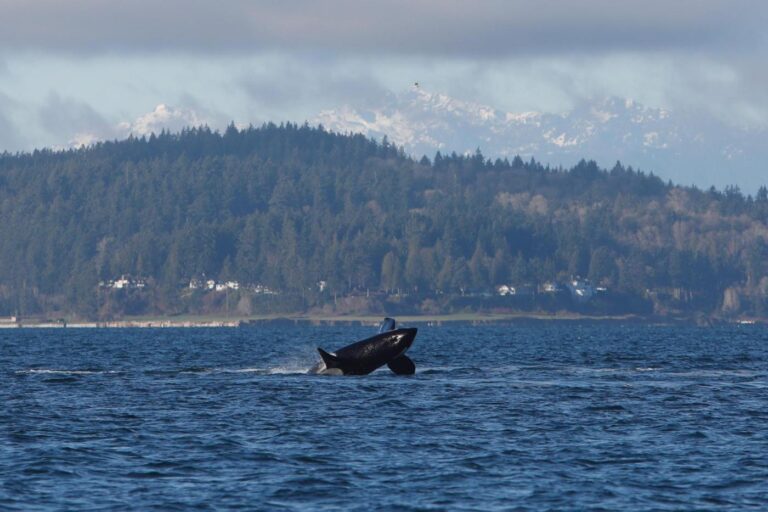 Orcas put on a show off Seattle