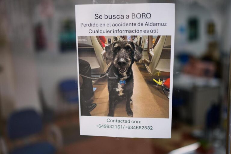 Survivor of Spain’s train crash pleads for help finding her dog Boro, and social media users rally