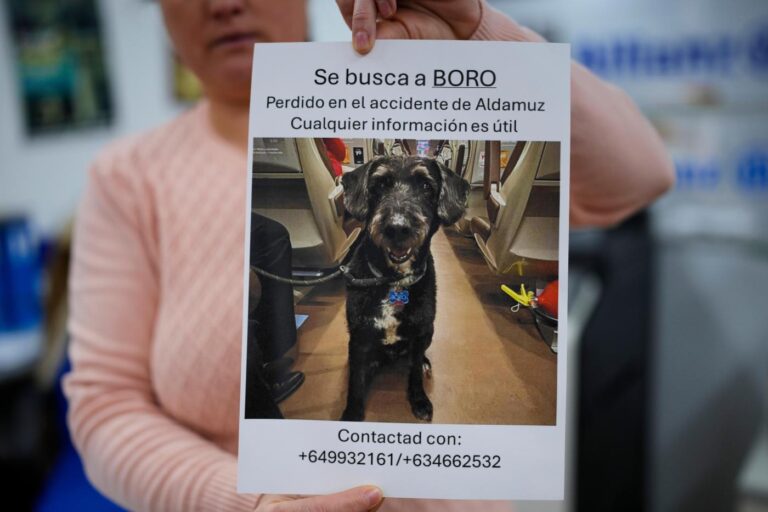 Recovery of missing dog Boro brings hope after Spain’s train crashes