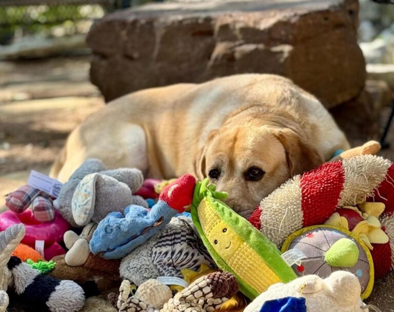 Some gifted dogs can learn new toy names by eavesdropping on owners