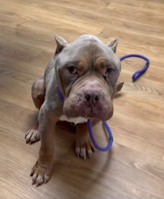 Emaciated, hypothermic dog with infected wounds found abandoned in East Hartford