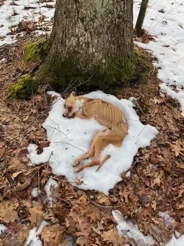 ‘Severely emaciated’ dog found dead on CT trail. Police, animal control seek owner, reward offered.
