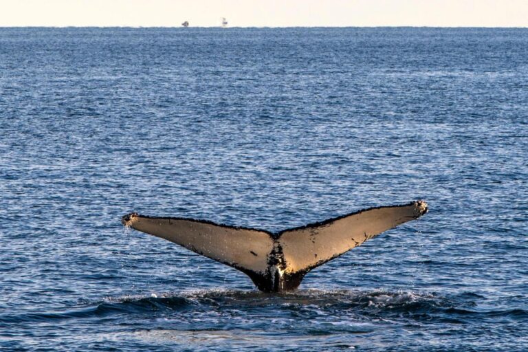 Whales are in danger in N.Y. waterways: ‘Like deer crossing the road’