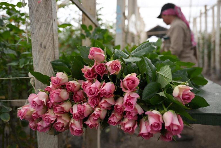 Why Valentine’s roses wilt — and how scientists are trying to stop it
