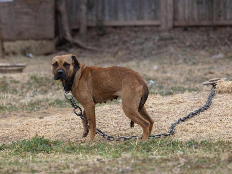 More than 200 dogs seized around Dallas in one of largest dogfighting busts in Texas