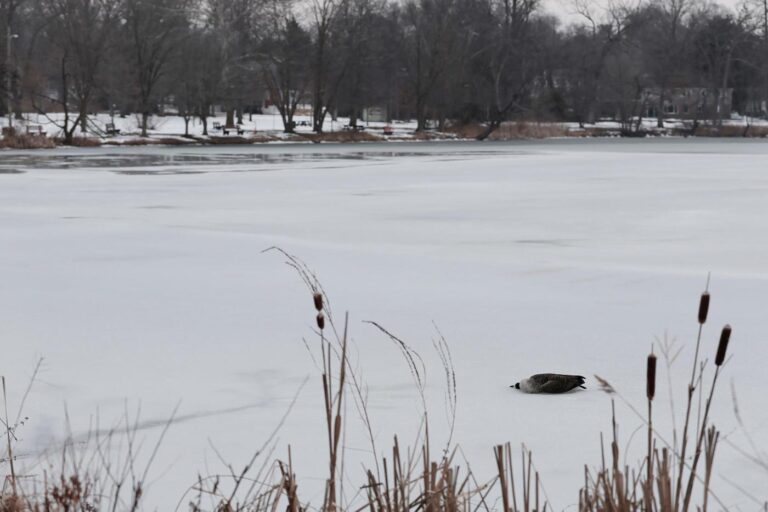 1,100 dead or sick geese in NJ spark bird flu warning, prompt lake’s closure