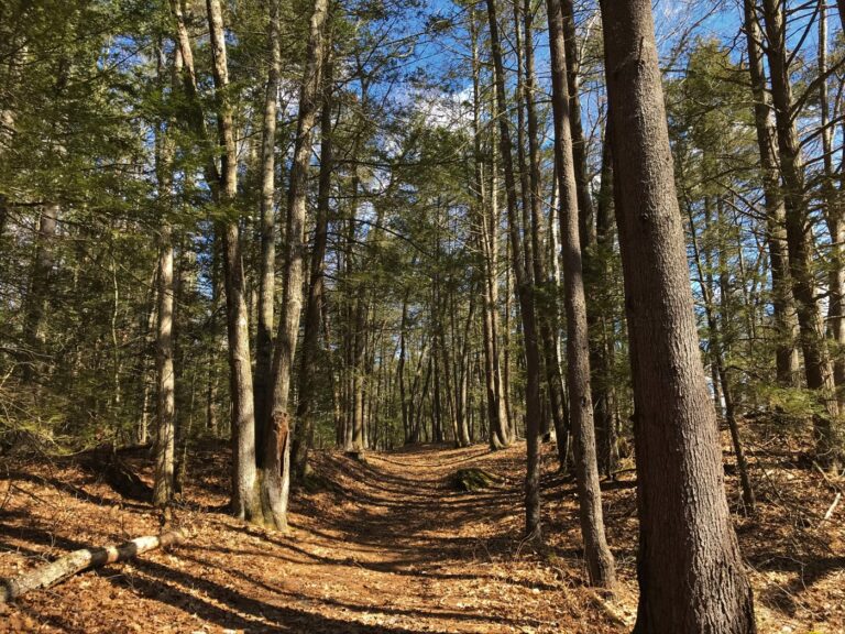 CT research finds environmental trade-offs of biodegradable plastics. Consumer education is key.