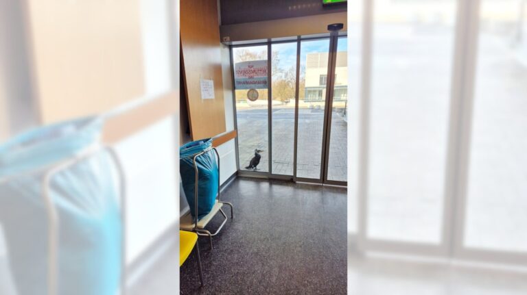 Injured seabird desperately pecks at hospital door for help