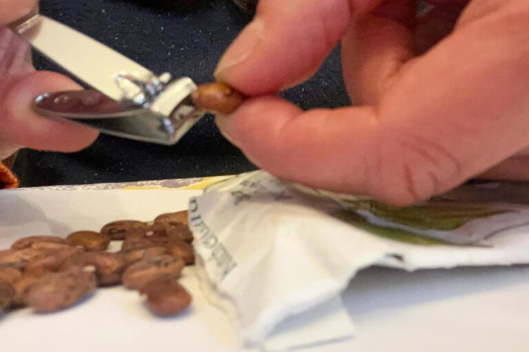 Scarification: The simple seed-starting trick that helps tough-coated seeds sprout faster