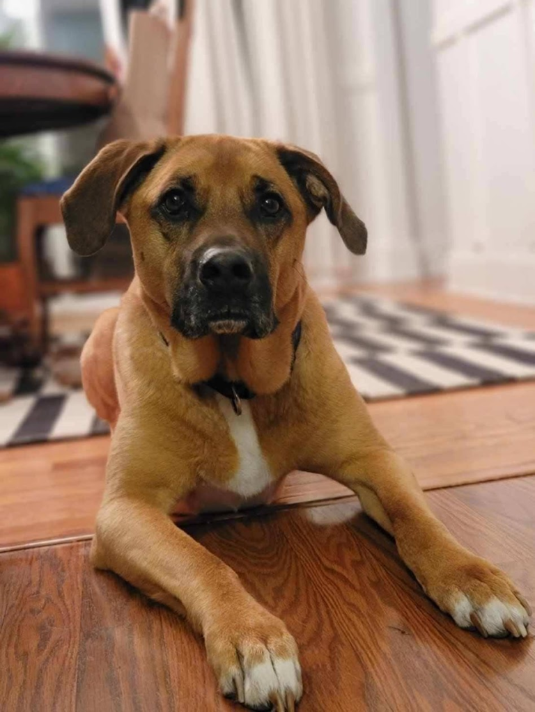 Meet Goose. He’s a Rhodesian Ridgeback/Lab mix looking for a new CT home