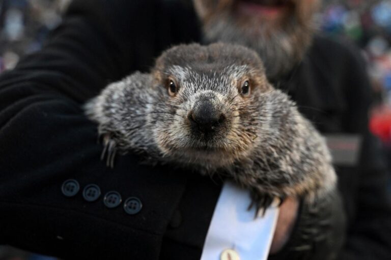 Punxsutawney Phil is said to have seen his shadow, forecasting 6 more weeks of wintry weather