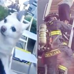 Police Safely Catch 3-Year-Old and Family Dog During Apartment Fire Rescue