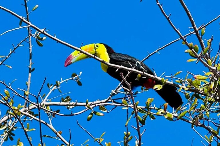 Rescue group in Las Vegas tries to catch a toucan that escaped its owner before it’s too late